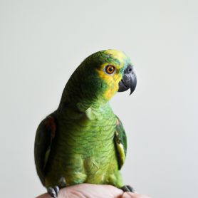 Is your pet bird stressed?