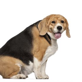 Is your dog a candidate for pancreatitis?