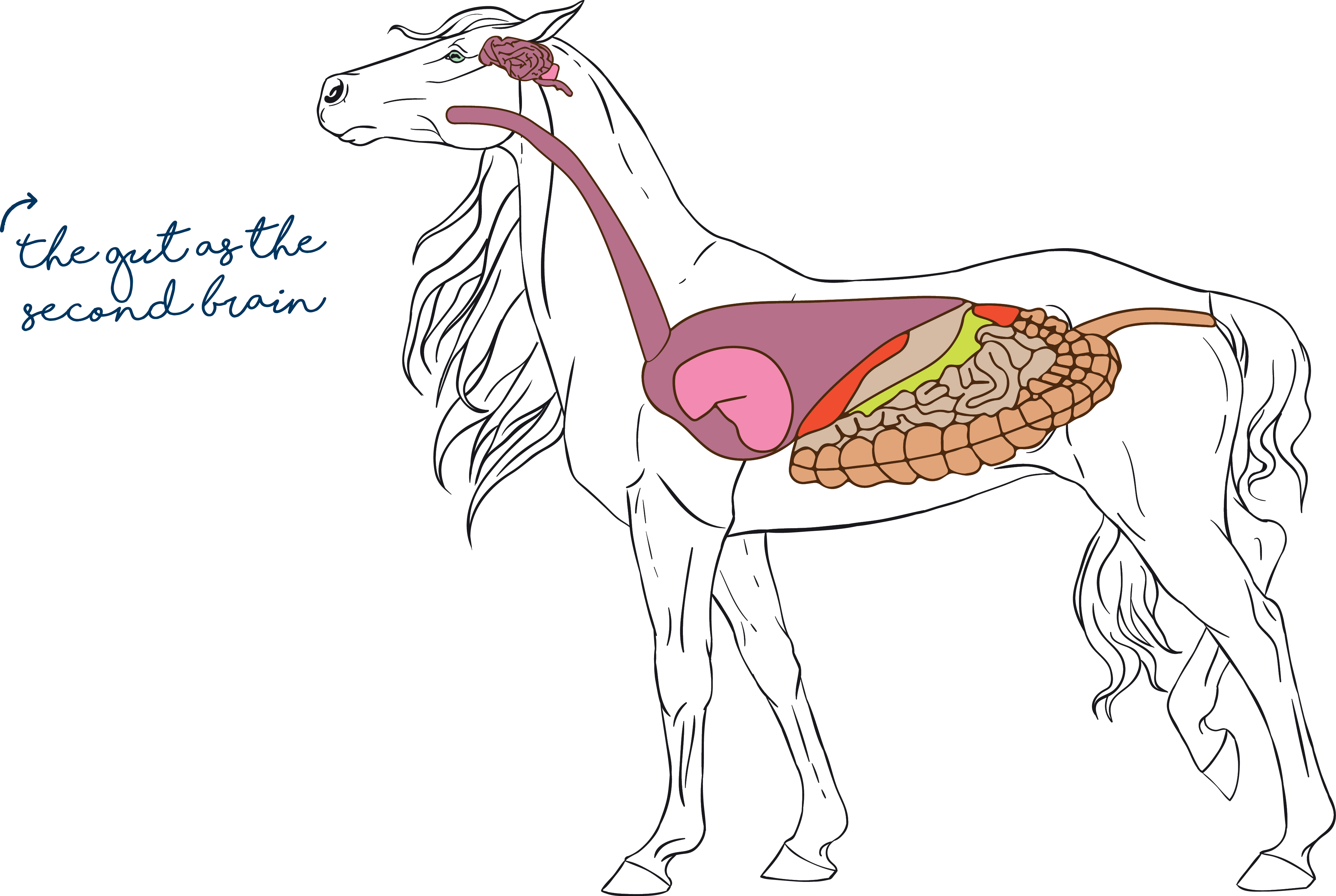 Equine gut withsecondbrain